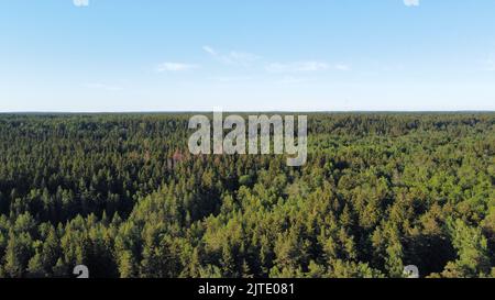 Foto della foresta da un quadricottero Foto Stock