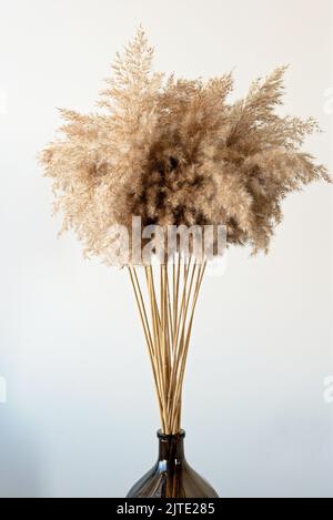 Erba di pampas naturale essiccata in un vaso di vetro. Elementi decorativi  interni. Boho sfondo. Minimalismo nel design. Arredamento ecologico. Messa  a fuoco selettiva soft Foto stock - Alamy