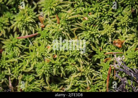 Torba muschio Sphagnum sp. Nel Parco Nazionale Tara nella Serbia occidentale Foto Stock