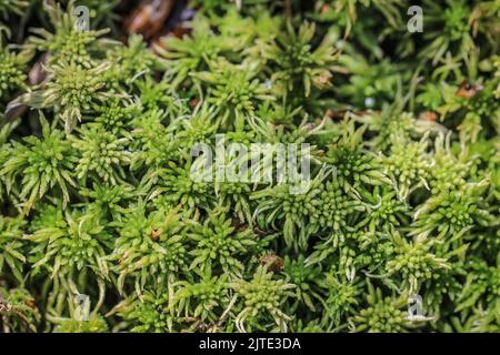 Torba muschio Sphagnum sp. Nel Parco Nazionale Tara nella Serbia occidentale Foto Stock