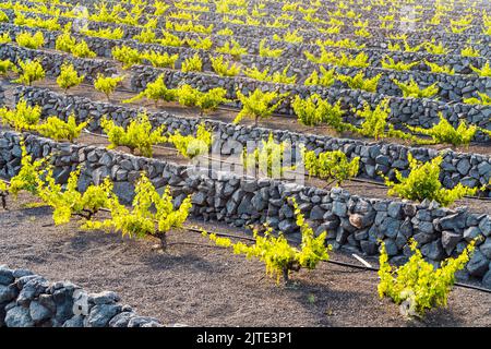 Uva su suolo vulcanico nero nei vigneti di la Geria, Lanzarote, Isole Canarie, Spagna Foto Stock