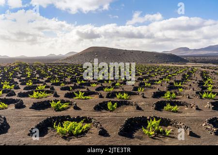 Uva su suolo vulcanico nero nei vigneti di la Geria, Lanzarote, Isole Canarie, Spagna Foto Stock