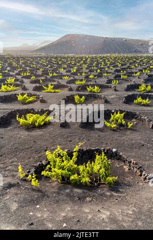 Uva su suolo vulcanico nero nei vigneti di la Geria, Lanzarote, Isole Canarie, Spagna Foto Stock