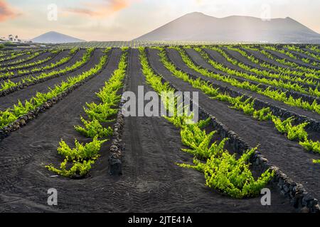 Uva su suolo vulcanico nero nei vigneti di la Geria, Lanzarote, Isole Canarie, Spagna Foto Stock