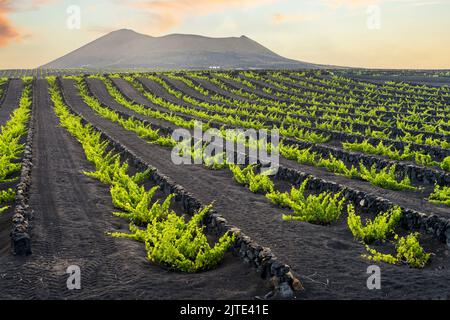 Uva su suolo vulcanico nero nei vigneti di la Geria, Lanzarote, Isole Canarie, Spagna Foto Stock