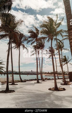 Alberi di palma sulla spiaggia di Las Cucharas in una località turistica chiamata Costa Teguise a Lanzarote, Isole Canarie, Spagna Foto Stock