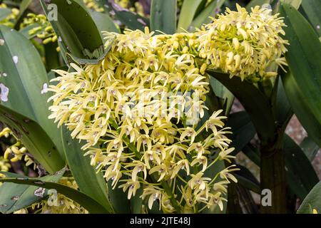 Australian Sydney Rock o King Orchid in fiore Foto Stock