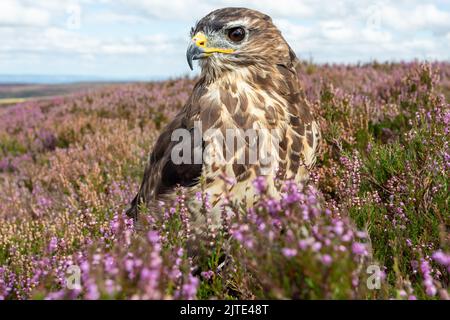 Primo piano di un adulto Buzzard arroccato in erica viola su brughiera gestito in estate. Allerta e rivolto a sinistra. Nome scientifico: Buteo Buteo. Nidderdal Foto Stock