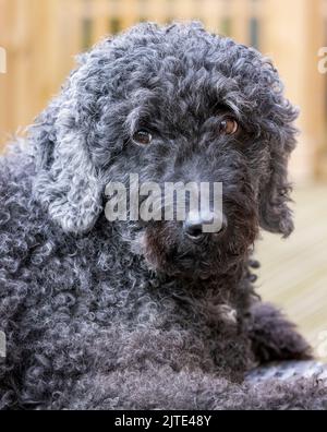 Un ritratto di un bel cane Labradodle nero dai capelli ricci, guardando verso la parte anteriore con la bocca chiusa Foto Stock