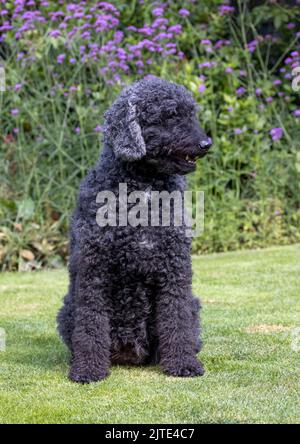 Una fotografia completa di un bel cane Labradodle grigio e nero dai capelli ricci, seduto e guardando verso la parte anteriore con la bocca aperta Foto Stock