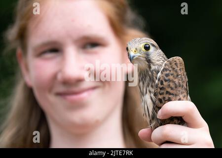 29 luglio 2022, Sassonia, Dresda: Ronja Fulsche, capo del santuario degli uccelli selvatici, detiene un gheppio (Falco tinnunculus) sul terreno del santuario degli uccelli selvatici del Centro ambientale di Dresda poco prima della sua liberazione in natura. Dal 2007, il più grande santuario degli uccelli selvatici della Sassonia ha accolto uccelli selvatici feriti, malati e indifesi e li ha allevati in salute prima di rimetterli in libertà. Foto: Sebastian Kahnert/dpa Foto Stock