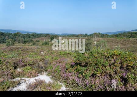 Sentiero attraverso la riserva naturale di Bovey Heathfield con erica comune in fiore (Calluna vulgaris) e gorse occidentale (Ulex gallii), Devon, Regno Unito, settembre Foto Stock