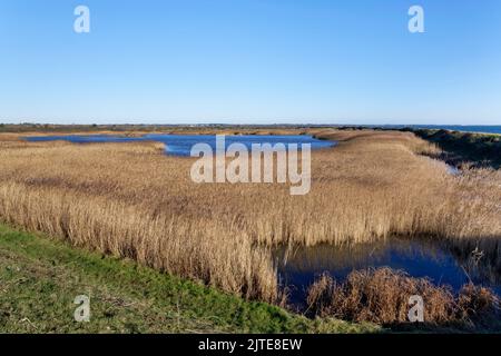 Denso stand di canne comuni (Phragmites australis) che frange Butt’s Lagoon, Lymington and Keyhaven Marshes Nature Reserve, Hampshire, Regno Unito, novembre. Foto Stock