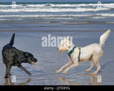 Black Labrador e il giovane Labradoodle (Canis familiaris) giocano con una palla su una spiaggia bagnata da onde, Polzeath, Cornovaglia, Regno Unito, settembre. Foto Stock