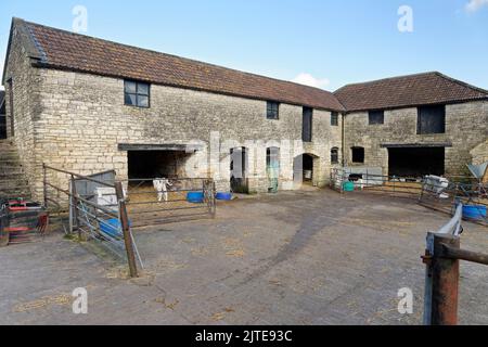 Church Farm, con vecchi granai e vitelli in pietra (Bos taurus), Stanton Prior, vicino a Markbury, Bath e Somerset nord-orientale, febbraio 2021. Foto Stock