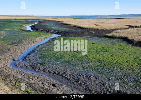 Torrente di marea che si intrecciano tra le paludi di fango e le paludi saline con bassa marea, Lymington e la Riserva Naturale delle paludi di Keyhaven, Hampshire, Regno Unito, novembre. Foto Stock