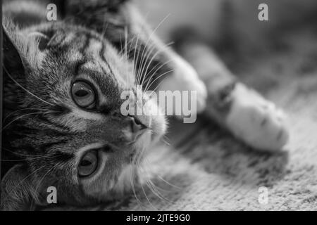 Un primo piano in scala di grigi di un gattino carino che giace a terra Foto Stock