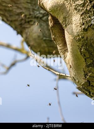 Api da miele (apis mellifera) nidificanti e volanti in un buco in un tronco di albero di un albero cavo, West Yorkshire, Inghilterra, Regno Unito fauna selvatica Foto Stock