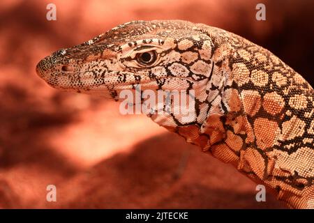 Un goanna selvaggio, o Monitor Lizard (genere: Varanus) fotografato in Australia Foto Stock