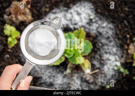 Fuoco selettivo sulla mano della persona che tiene il setaccio con il bicarbonato di sodio, piante sfocate dell'insalata sullo sfondo. Utilizzando bicarbonato di sodio in giardino. Foto Stock