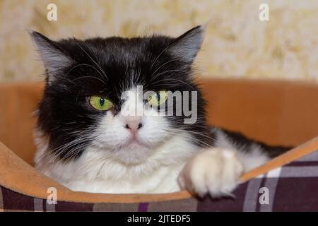 Bella razza persiana gatto si trova in un letto di gatto all'interno e guarda lontano. Colore bianco e nero, occhi verdi. METIS. Primo piano, messa a fuoco selettiva. Foto Stock