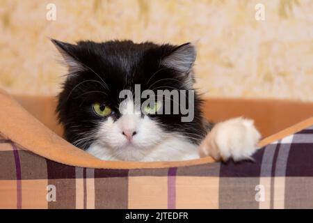 Bella razza persiana gatto si trova in un letto di gatto all'interno e guarda lontano. Colore bianco e nero, occhi verdi. METIS. Primo piano, messa a fuoco selettiva. Foto Stock