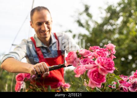 Giardiniere con forbici potatura giardino potatura rose rampicanti . Potatura ed allenamento Arrampicata Rose con forbici da giardino Foto Stock