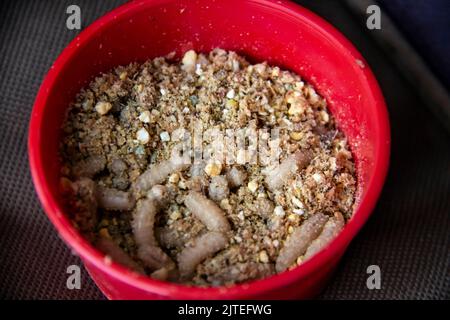 Larve vive di mosca nella piastra di plastica rossa come esca per la cattura di pesce. I maggots per la pesca sullo sfondo Foto Stock