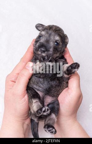 Un cucciolo di Schnauzer in miniatura cieco appena nato, sdraiato tra le braccia del medico. Il cucciolo è in esame da un veterinario. Prendersi cura di un animale domestico Foto Stock