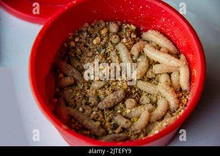 Larve vive di mosca nella piastra di plastica rossa come esca per la cattura di pesce. I maggots per la pesca sullo sfondo Foto Stock