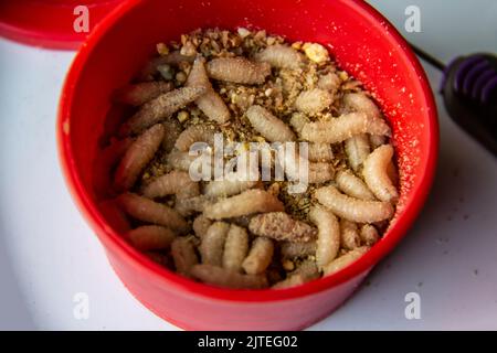 Larve vive di mosca nella piastra di plastica rossa come esca per la cattura di pesce. I maggots per la pesca sullo sfondo Foto Stock