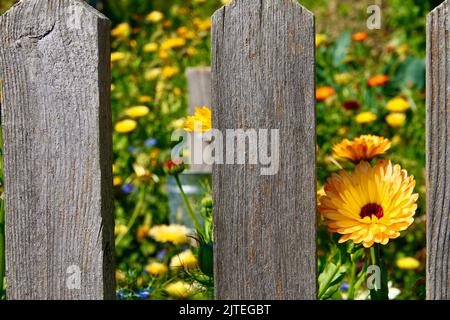 recinto giardino con fiori Foto Stock