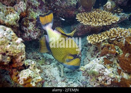 Pesce cavalcavia gigante o pesce cavalcavia (Balistoides viridens), coralli da nutrire, Atollo Sud-maschio, Maldive, Oceano Indiano, Asia Foto Stock