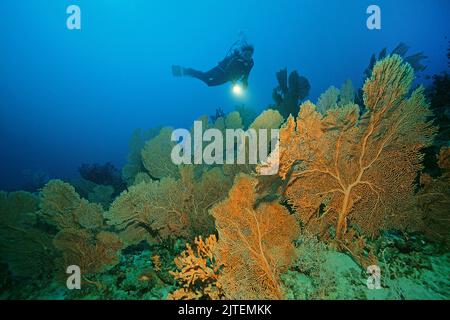 Scuba diver in una barriera corallina con i tifosi del Giant Sea (Annella mollis), Maldive, Oceano Indiano, Asia Foto Stock