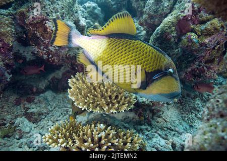 Pesce cavalcavia gigante o pesce cavalcavia (Balistoides viridens), coralli da nutrire, Atollo Sud-maschio, Maldive, Oceano Indiano, Asia Foto Stock