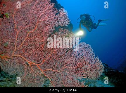 Scuba diver in una barriera corallina con i tifosi del Giant Sea (Annella mollis), l'atollo di Raa, le Maldive, l'Oceano Indiano, l'Asia Foto Stock