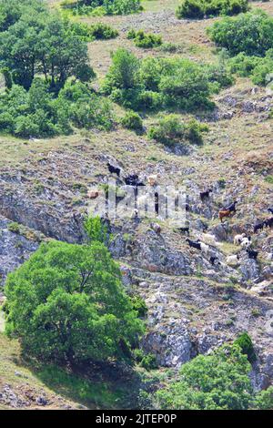 Capre a terra rocciosa in collina tra pietre e alberi in una giornata di sole estate all'aperto Foto Stock