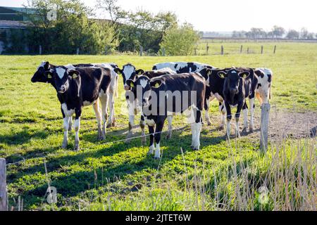 Mucche sul pascolo a Dithmarschen Foto Stock
