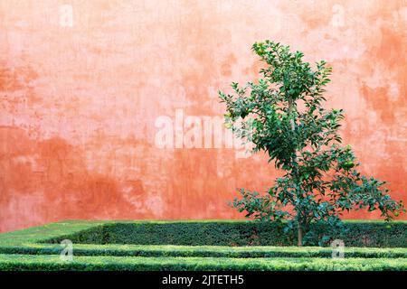 piccolo albero con siepe in bosso di fronte ad un muro di terracotta Foto Stock