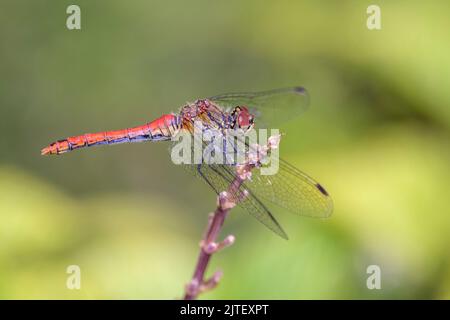 Red Darter sangue - Sympetrum Sanguineum nel suo habitat naturale Foto Stock