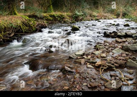 Il fiume Horner, Somerset, Regno Unito , all'inizio della primavera Foto Stock