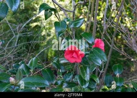 Red Japonica 'Adolphe Audusson' (Camellia comune) Fiore al castello di Sizergh e giardino vicino a Kendal, Parco Nazionale del Distretto dei Laghi. Cumbria, Regno Unito. Foto Stock