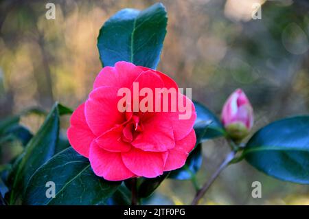 Singolo Red Japonica 'Adolphe Audusson' (Camellia comune) Fiore al castello di Sizergh e giardino vicino a Kendal, Parco Nazionale del Distretto dei Laghi. Cumbria, Regno Unito. Foto Stock