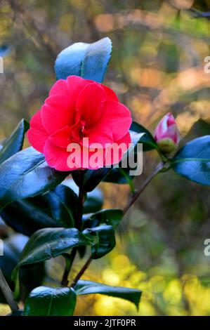 Singolo Red Japonica 'Adolphe Audusson' (Camellia comune) Fiore al castello di Sizergh e giardino vicino a Kendal, Parco Nazionale del Distretto dei Laghi. Cumbria, Regno Unito. Foto Stock