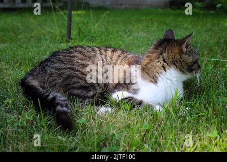Adorabile gatto che si posa intorno al sole Foto Stock