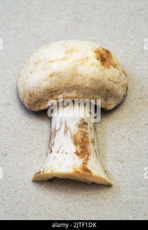 Sezione di metà del bianco di funghi Champignon (Agaricus Bisporus) Foto Stock