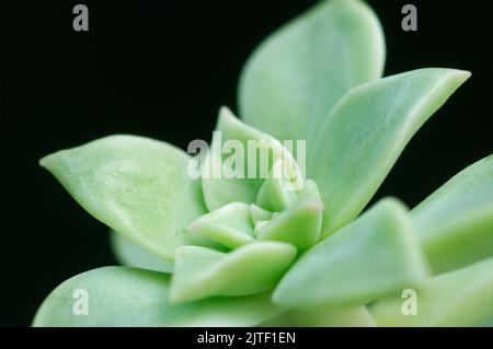 Echeveria elegans pianta succulente Foto Stock