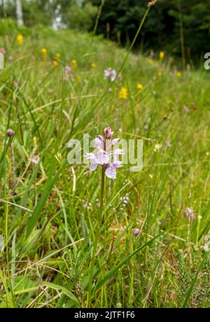 Primo piano di orchidee comuni macchiate (Dactylorhiza fuchsii) fiori fiori fiori selvatici fiori che crescono nella zona palude torbiere in estate Inghilterra Regno Unito Gran Bretagna Foto Stock
