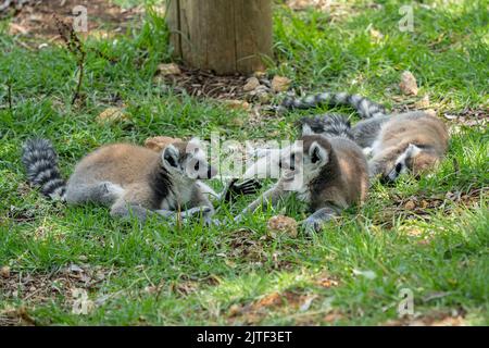Due lemuri dalla coda ad anello che hanno una 'conversazione' sull'erba a Gerusalemme, Israele, zoo. Foto Stock