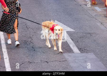 Cane. Cane con una sciarpa rossa intorno al collo che cammina per le strade di Madrid, in Spagna. Fotografia orizzontale. Foto Stock